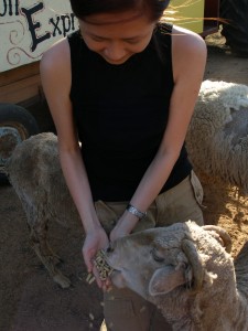 feeding the sheeps